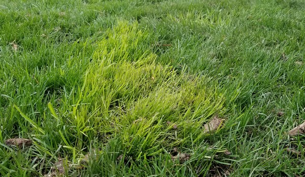 Light Green Grass?